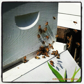 bees