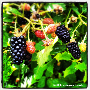 Berries