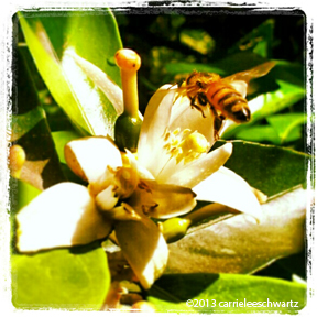 bee