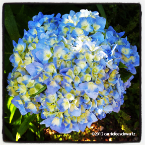 hydrangea