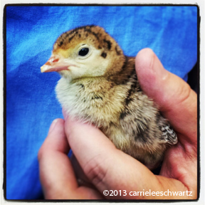 baby chick