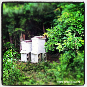 hives