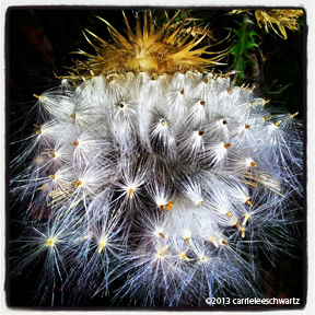 thistle seeds