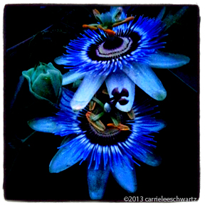 passionflower blooms photo