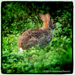rabbit photo