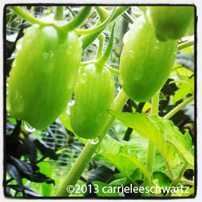 roma tomatoes